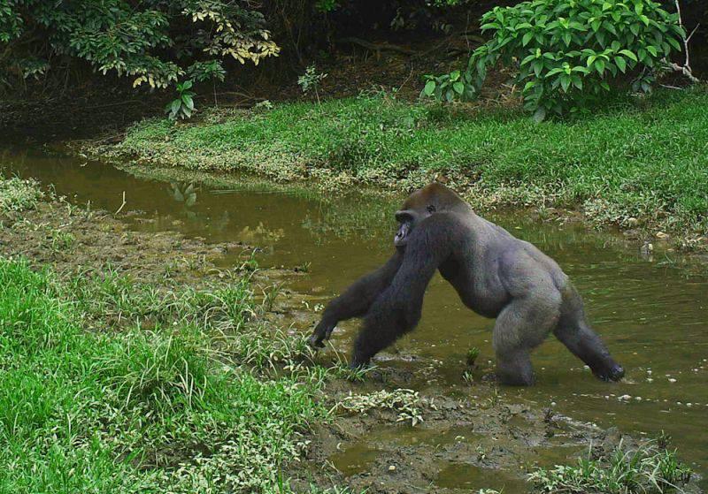 Un gorille qui se traverse un court d'eau