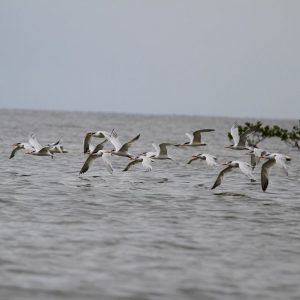 Colonie d'oiseaux survolant la cote du Parc National d'Akanda