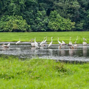 Des oiseaux voyageurs picorants dans le Parc National d'Akanda