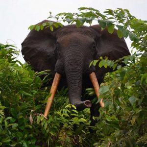 belle photo d'un éléphant dans le feuillage