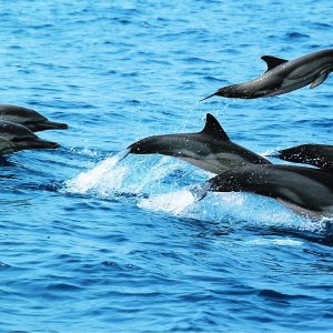 Dauphins qui sautent de l'eau à Mayumba