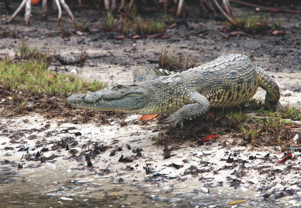 Un crocodile sur un banc de sable