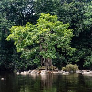 Bord d'une rivière