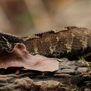 Un serpent caché dans le feuillage