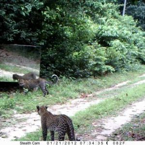 Primates qui se baladent dans le Parc de Loango