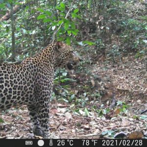 Une panthère filmé dans son milieu naturel