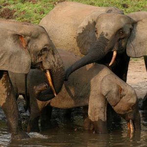 Un troupeau d'éléphants qui se balade dans le Parc National de Loango