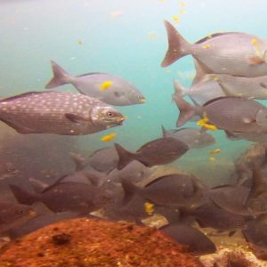 belle image de la diversité Aquatique du Gabon