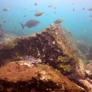 Diversité Aquatique et rochers au fond de la mer du Gabon