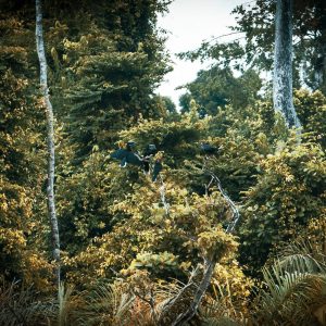 Grands arbres dans la forêt