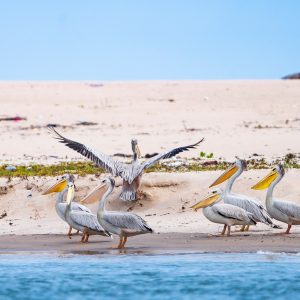 Des pélicans sur la plage