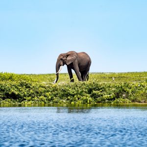 Une éléphant se baladant dans le parc