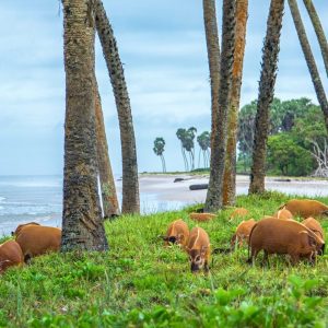 Phacochère sur le bord de la plage