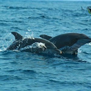 Dauphins qui sautent de l'eau à Akanda