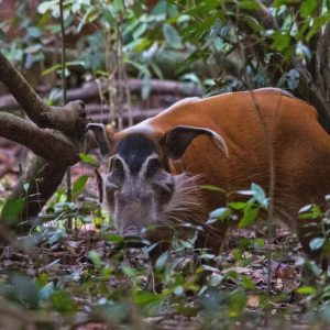 un phacochère en forêt