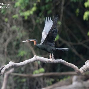 Un oiseau qui déploie ses ailes