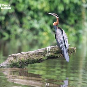 Un oiseau sur une branche immergée dans l'eau