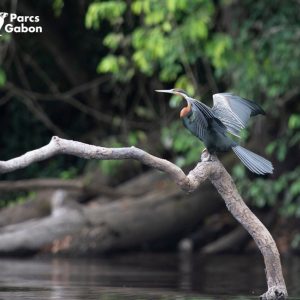 Un oiseau sur une petite branche immergée dans l'eau