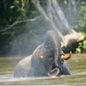 Un éléphant qui prend son bain