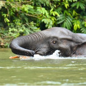 Une éléphant qui joue dans l'eau