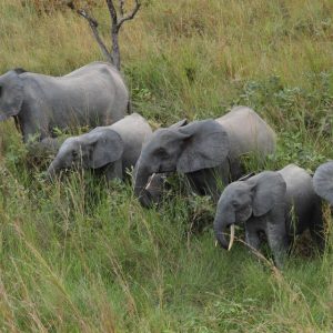 Troupeau d'éléphant à l'intérieur du parc