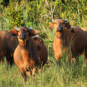 Des buffles dans le parc de la Lekedi