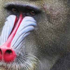 Magnifique Photo d'un Mandrille du Gabon