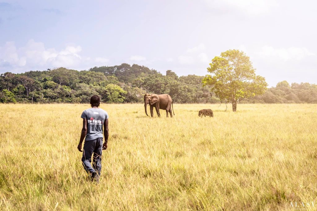 Eléphant se baladant dans le parc de Pongara