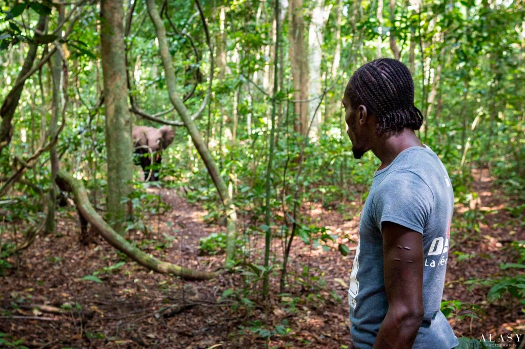 éléphant dans la foret gabonaise