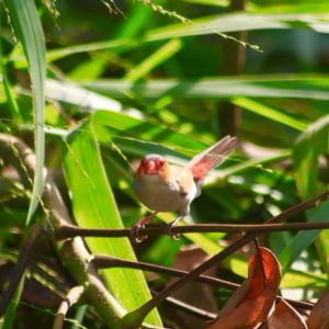 Un petit oiseau caché dans les feuilles