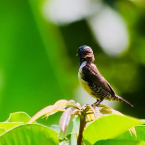 un colibri sur une fleur