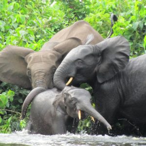 Troupeau d'éléphant qui joue dans l'eau