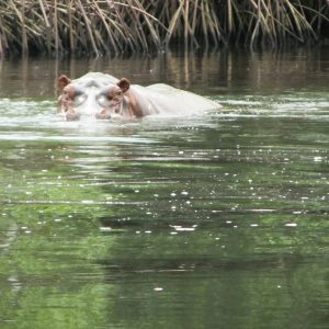 Hippotamme qui sort de l'eau